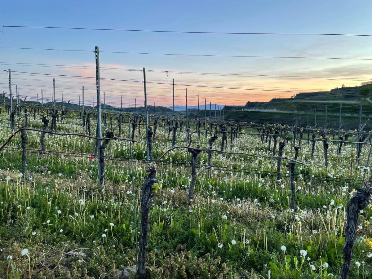 Weingut & Strausswirtschaft Vogel Apartment Vogtsburg Luaran gambar