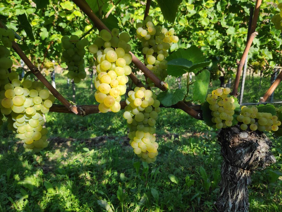 Weingut & Strausswirtschaft Vogel Apartment Vogtsburg Luaran gambar